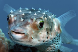 Portrait, Yellow-spotted hogfish (Cyclichthys spilostylus) swimming over coral reef, Red Sea, Sharm