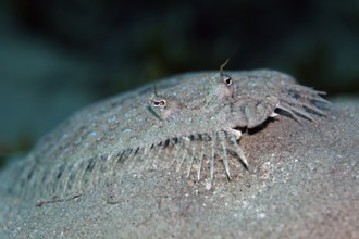 Portrait, panther turbot (Bothus pantherinus), lying on sandy bottom, Red Sea, Egypt