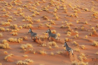 Hartmann's Mountain Zebra (Equus zebra hartmannae). At a sandy plain in the Namib Desert. Aerial
