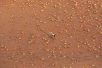 Gemsbok (Oryx gazella). At a sandy plain in the Namib Desert. Aerial view from a helicopter.