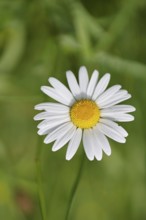Daisy (Leucanthemum vulgare), flower in a meadow, close-up, macro, Wilnsdorf, North