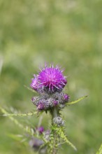 Marsh thistle (Cirsium palustre), flowers, Wilnsdorf, North Rhine-Westphalia, Germany