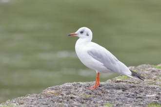 Black-headed gull (Chroicocephalus ridibundus), standing on a wall on the lakeshore, Lake Chiemsee,