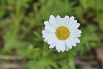 Daisy (Leucanthemum vulgare), flower in a meadow, close-up, macro, Wilnsdorf, North