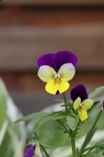Horned violet (Viola cornuta hybrid), pansy, plants, flowers, violet family, Wilnsdorf, North