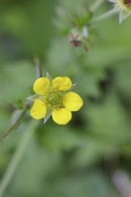 Wood avens (Geum urbanum), Benediktenwurzel, Buschnelkenwurzel, Heil aller Welt, Mannskraftwurzel,