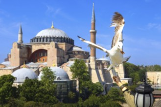 People feeding seagulls near Hagia Ayasofya, Sophia Grand Mosque in Istanbul, Turkey. Marvel of