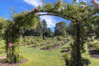 Portland Rose Garden in Washington Park, Oregon