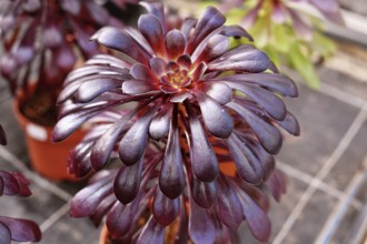 Close up of 'Aeonium Arboreum' succulent with dark purple leaves. Decorative rosette-shaped plant