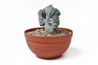 Shrubby 'Myrtillocactus Geometrizans f. Cristata' cactus with candelabra-like branching in flat