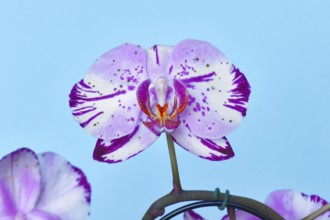Close up of two colored purple and white flower of 'Phalaenopsis Magic Art' orchid on blue