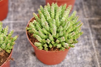 Small 'Stapelia Desmetiana' houseplant with cactus-like toothed stems in flower pot. Also called