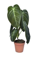 Tropical 'Philodendron Melanochrysum' houseplant with large leaves in flower pot on white