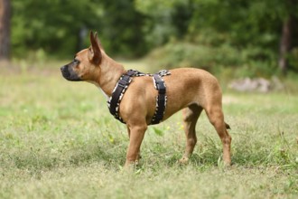 Dog with Y-shaped dog harness standing on meadow