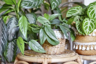 Tropical 'Epipremnum Pinnatum Cebu Blue' houseplant with silver-blue leaves with other houseplant
