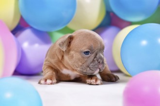 Cute fawn French Bulldog dog puppy between colorful balloons