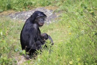 Bonobo (Pan Paniscus), pygmy chimpanzee, adult, female, juvenile, mother, social behaviour,