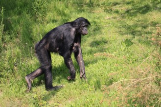 Bonobo (Pan Paniscus), dwarf chimpanzee, adult, female, juvenile, mother, running, social behaviour