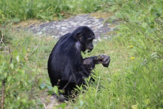 Bonobo (Pan Paniscus), pygmy chimpanzee, adult, female, juvenile, mother, social behaviour,
