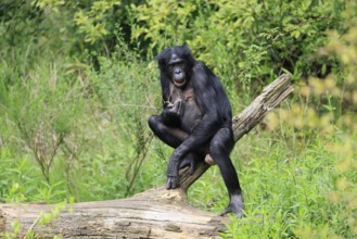 Bonobo (Pan Paniscus), dwarf chimpanzee, adult, feeding