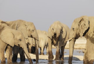 African Elephant (Loxodonta africana). Drinking at a waterhole. Etosha National Park, Namibia