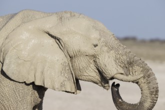 African Elephant (Loxodonta africana). Female drinking at a waterhole. Etosha National Park,