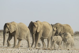 African Elephant (Loxodonta africana). Breeding herd rushing towards a waterhole. Etosha National