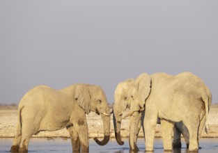 African Elephant (Loxodonta africana). Friendly social contact while drinking at a waterhole.
