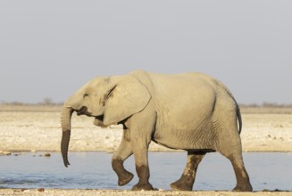 African Elephant (Loxodonta africana). Subadult at a waterhole. Etosha National Park, Namibia
