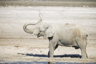 African Elephant (Loxodonta africana). Bull enyoying a dust bath next to a waterhole. Etosha