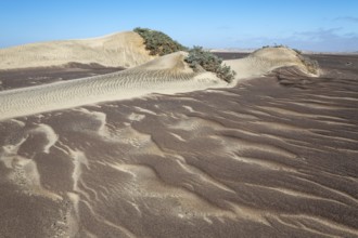 Small sand heaps form around the sparse vegetation in the Namib Desert. Skeleton Coast National