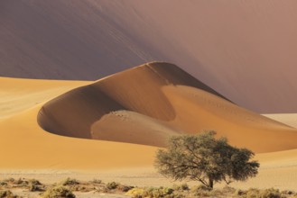Sand dune and camelthorn tree (Vachellia erioloba) in the Namib Desert, Namib-Naukluft Park,