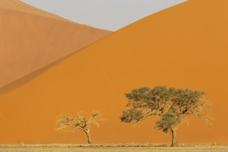 Sand dunes and camelthorn trees (Vachellia erioloba) in the Namib Desert, Namib-Naukluft Park,