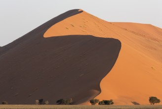 Sand dune and camelthorn trees (Vachellia erioloba) in the Namib Desert, Namib-Naukluft Park,