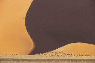 Sand dunes in the Namib Desert. Namib-Naukluft Park, Namibia