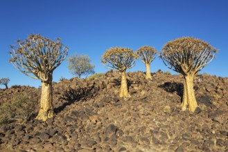 Quiver Tree (Aloidendron dichotomum). Quiver tree forest, Keetmanshoop, Southern Namibia