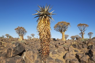Aloe littoralis and Quiver Trees (Aloidendron dichotomum). Quiver tree forest, Keetmanshoop,