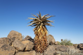 Aloe littoralis. Quiver tree forest, Keetmanshoop, Southern Namibia
