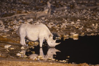Black Rhinoceros (Diceros bicornis). Also called Hook-lipped Rhinoceros. At night at the floodlit