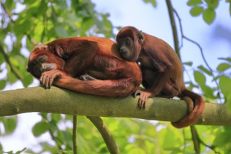 Venezuelan red howler (Alouatta seniculus), adult, female, juvenile, on tree, resting, South