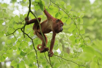 Venezuelan red howler (Alouatta seniculus), adult, male, climbing, tree, vigilant, South America