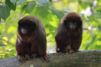 Coppery titi (Plecturocebus cupreus), adult, pair, vigilant, on tree trunk, monogamous, South