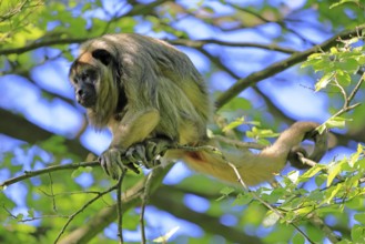 Black howler (Alouatta caraya), adult, female, on tree, alert, South America