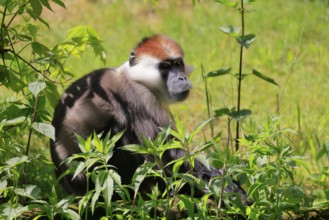 Red-crowned Nightjar (Cercocebus torquatus), Collared Nightjar, adult, vigilant, sitting, on the