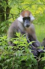 Red-crowned Nightjar (Cercocebus torquatus), Collared Nightjar, adult, vigilant, sitting, on the