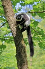 Black-and-white ruffed lemur (Varecia variegata), adult, alert, on tree, Madagascar