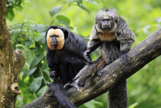 White-headed Saki (Pithecia pithecia), adult, tree, male, female, vigilant, pair, South America