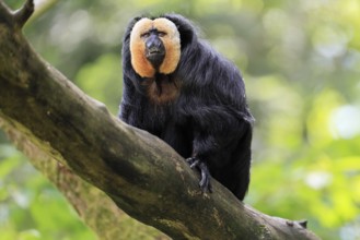 White-headed Saki (Pithecia pithecia), adult, tree, male, vigilant, South America