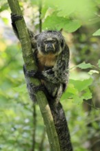 White-headed Saki (Pithecia pithecia), adult, tree, female, vigilant, South America