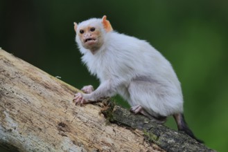 Silver marmoset (Mico argentatus, Syn.: Callithrix argentata), silver marmoset, adult, on tree